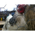 1/4 &quot;buraco tecendo Hexagonal chick fio 6kg Hex fio rede